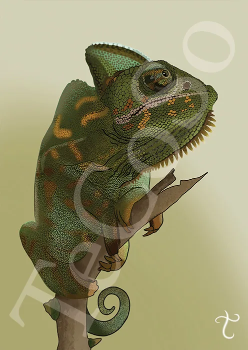 Illustration « Caméléon »