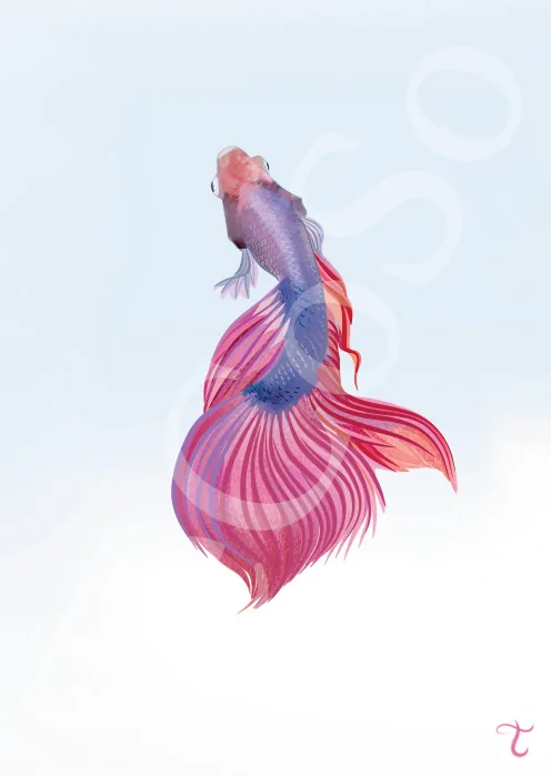 Illustration « Carpe Koi »