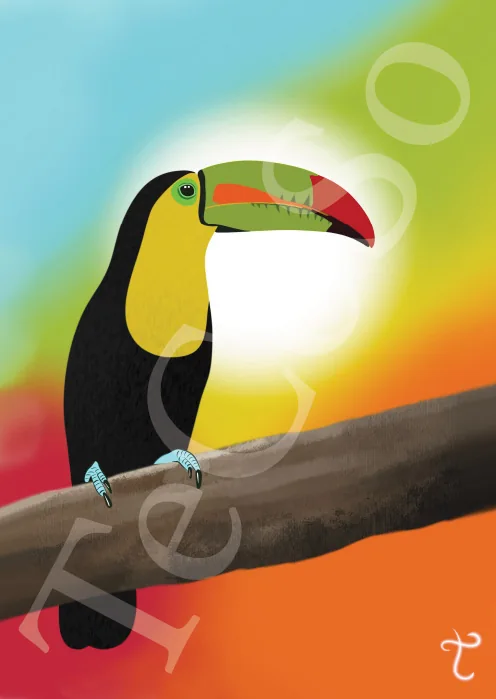 Illustration « Toucan 2 »
