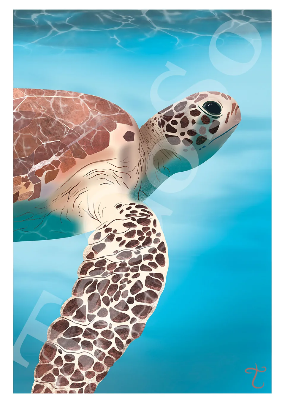 Illustration « Turtle »